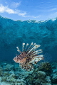   Lionfish reef reflections  
